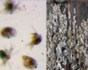 Barnacle larvae (Semibalanus balanoides) just released into the water will soon be looking for a tasty biofilm to settle on, e.g. on a wet dock piling. biofilm, barnacles