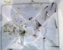 Using a dip net, tiny plankton, seaweed and some silversides (small minnows) were caught. tink plankton, seaweed, silversides, small minnows, ocean lesson plans