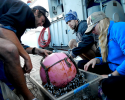 Shipmates Tyson Bottenus (left), Laura Hansen (right) and Mike Gil (center) examine the community of organisms, including a massive “forest” of gooseneck barnacles that call this piece of plastic debris from the North Pacific home. Photo credit: Marina Garland shipmates, research, plastic, gooseneck barnacles, North Pacific, gyre, plastic pollution