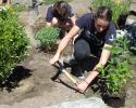 Planting a rain garden at ACWS Newport to help filter run off year round. Rain Garden America's Cup World Series Newport