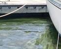 Edison Sailing Center had to close their doors for nearly eight weeks due to the harmful algal blooms in southwest Florida. Photo credit to Stephanie Webb. blue-green algae bloom, HABs, harmful algal bloom, plankton, boat
