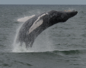 whales, humpback whale, breaching, ocean planning