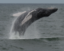 Humpback whales are one of the more than 15 great whales found in New York waters at different times during the year. Photo credit to Ricardo Antunes, WCS. whales, humpback whale, breaching, ocean planning