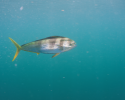 Mahi mahi (aka dolphinfish) are important to both recreational and commercial fisheries in the New York seascape. Photo credit to Keith A Ellenbogen. mahi mahi, fish, ocean planning