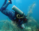 Taking notes on the abundance and diversity of marine species in the quadrant to monitor the health of the reef site. Photo credit to Hazel Oxenford. marine science, diving, coral reefs, conservation