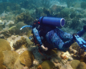 Taking underwater pictures of the beautiful life that lives in coral reef ecosystems. Photo credit to Hazel Oxenford. marine science, diving, coral reefs, conservation