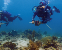 The dive team monitors abundance and diversity of hard corals, sponges, gorgonians, macroalgae along with all reef fish species. Photo credit to Hazel Oxenford. marine science, diving, coral reefs, conservation
