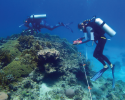 The dive team setting up the 10 meter by 20 meter quadrat. Renata and her team survey 47 reef sites to understand the health of these important marine ecosystems. Photo credit to Hazel Oxenford. marine science, diving, coral reefs, conservation