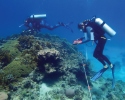 marine science, diving, coral reefs, conservation