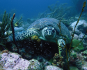 Hawksbill sea turtles are usually found near coral reefs that are abundant with sponges, one of their favorite types of food. Photo credit to Julian Walcott.