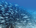Diving among a large school a fish. Photo credit to Hazel Oxenford. fish, marine science, coral reefs, Caribbean
