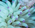 A beautiful anemone waving its tentacles in hopes of capturing small prey as they swim by. Photo credit to Renata Goodridge. marine science, anemone, coral reefs
