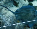 A southern stingray cruising underneath the quadrat lines. Photo credit to Renata Goodridge. marine science, coral reefs, ray, stingray