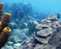 Yellow tube sponges (left) feed by filtering water and trapping small food particles through their body wall. Photo credit to Renata Goodridge. marine science, coral reefs, biodiversity, Caribbean
