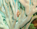A Flamingo Tongue snail seen on gorgonian soft coral. Photo credit to Renata Goodridge. marine science, coral reefs, snails