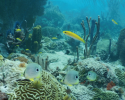 Coral reefs are one of the most diverse ecosystems in the world - the rainforests of the ocean. They provide home to at least 25% of all marine species. Photo credit to Renata Goodridge. coral reefs, biodiversity, corals, marine science