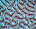 Up-close view of the mesmerizing design of a brain coral. Photo credit to Renata Goodridge. coral reefs, marine science, brain coral, Caribbean