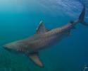 Tiger shark satellite tagged by the RJD team at Tiger Beach, Bahamas. Photo by Jim Abernathy. Tiger shark satellite tagged by the RJD