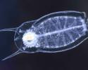 Did you know? Salps, like this Thalia democratica, are uniquely adaptive eaters.They feed on an enormous range of particle sizes, spanning four orders of magnitude. Image credit: Dr. Nick Record, Bigelow Laboratory for Ocean Sciences with funding provided by the National Science Foundation. salp, Thalia democratica, tiny giants, Bigelow Laboratory for Ocean Sciences