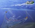 A bottom trawl is a net that's pulled along the seafloor. Fishermen commonly use bottom trawls to catch shrimp, halibut and sole. However, in addition to these target fish, the nets also catch a variety of ocean life that's usually thrown back dead or dying. Dragging heavy gear across the seabed also damages sensitive seafloor habitat. Modifying the fishing gear or limiting trawling areas can reduce the harmful effects of bottom trawling. Image credit: Seafood Watch® seafood catching methods, sustainable seafood, fishing methods, fishing problems, seafood watch