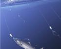 This hook-and-line method of fishing tows lines behind or alongside a boat, catching species, such as salmon, mahi mahi and albacore tuna. Fishermen can quickly release unwanted catch from their hooks since lines are reeled in soon after a fish takes the bait. This selective method of fishing results in very low bycatch levels. Image credit: Seafood Watch® seafood catching methods, sustainable seafood, fishing methods, fishing problems, seafood watch