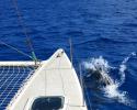 Dolphins jump in the bow wake of Borandá, a catamaran sailboat built specifically for scientific research. Photo credit: Barbara Pinheiro dolphin, boat, bow wake, brazil