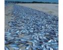 A menhaden (Brevoortia sp.) fish kill in August 2003 was caused by severe hypoxic conditions in Greenwich Bay, Narragansett Bay, Rhode Island, USA. Image Credit: Chris Deacutis Menhaden fish kill
