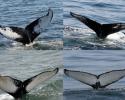 Four Fluke prints of humpback whales