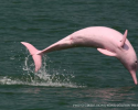 Sousa chinensis, Indo-pacific Humpback Dolphin, Chinese White Dolphin, Pink Dolphin