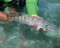 Bonefishing is a popular fish targeted by recreational anglers and has created a strong tourism industry in the Bahamas, see headline, A Profitable and Sustainable Industry below. kid holding bonefish
