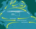 Please note: This map is an oversimplification of ocean currents and features in the Pacific Ocean. There are numerous factors that affect the location, size, and strength of all of these features throughout the year, including seasonality and El Nino/La Nina. Depicting that on a static map is very difficult. Pacific Ocean Currents