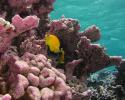 Pink crustose coralline algae