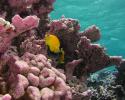 A unique pink crustose coralline algae found on Kingman Reef. Photo by J. Maragos Pink crustose coralline algae