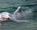 Sousa chinensis, Indo-pacific Humpback Dolphin, Chinese White Dolphin, Pink Dolphin