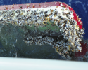 A capsized dinghy supports a vast population of gooseneck barnacles that can harbor a diversity of life. Photo credit: Jonathan Waterman gooseneck barnacles, capsized dinghy, Pacific gyre, plastic pollution, marine debris