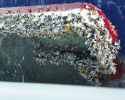 gooseneck barnacles, capsized dinghy, Pacific gyre, plastic pollution, marine debris