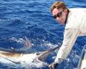 Tagging billfish to establish the scientific data for wise management is essential to conservation of stocks. Photo credit: IGFA Tagging billfish, scientific data, fish management