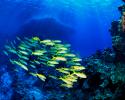 Rose Atoll Marine National Monument and is a school of goatfish. Photo by J. Margos Rose Atoll Marine National Monument and is a school of goatfish