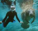 One of the pleasures of being in Florida is seeing manatees in their natural habitat, either from your boat, by kayak tour, or on a snorkeling trip in the Crystal River area. Photo credit: USGS Sirenia Project Person swimming with Manatee