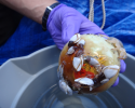 A toy ball in the middle of the Pacific Ocean makes a mobile home for barnacles and large crabs. Photo credit: Mike Gil toy ball, plastic pollution, Pacific Ocean, barnacles, crabs