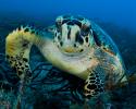 Sea Turtle in bed of seagrass