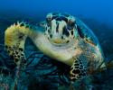 Six species are critically endangered. Sea Turtle in bed of seagrass