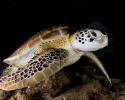 Sea turtle at night