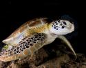 Encountering a sea turtle is no less than swimming with millions of years of evolution. Sea turtle at night