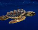 For centuries, the resilience of sea turtles has been tested, and like most champions, they adapt. Young Sea Turtle
