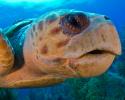 Their survival is in our hands-literally. With our capable hands, we must sign petitions to protect them, pull up the abandoned "ghost nets," remove harpoons from those who harvest these defenseless creatures, conserve and cleanup our littered beaches, and turn off the lights that shine on sacred nesting grounds when the sun sinks below the horizon line. Close up sea turtle face