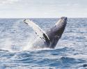 humpback whale, caribbean whale, carib tails, 