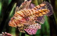 lionfish, invasion, why are lionfish bad, invasive species, lionfish invasive, lionfish invasion