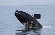 whale, right whale, endangered