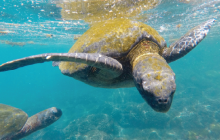 sea turtles, boating, save sea turtles
